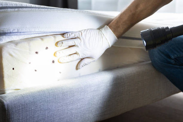 Best Insect Control  in Friendship Heights Village, MD