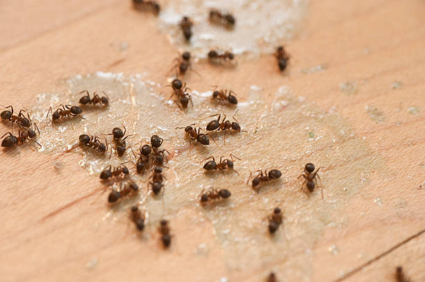 Best Exterminator Services  in Friendship Heights Village, MD